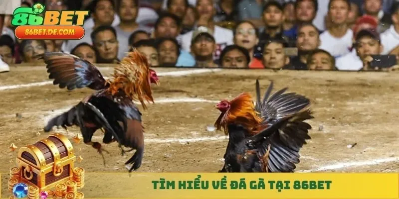 Đá gà 86BET là sảnh đá gà quốc tế với các trận đấu gà được diễn ra trực tiếp
